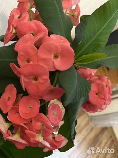 Молочай миля