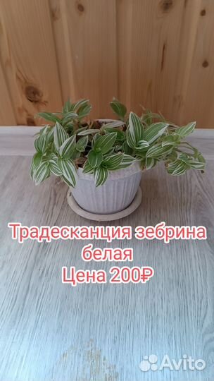 Комнатные цветы