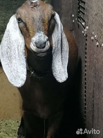 Англо нубийские козы