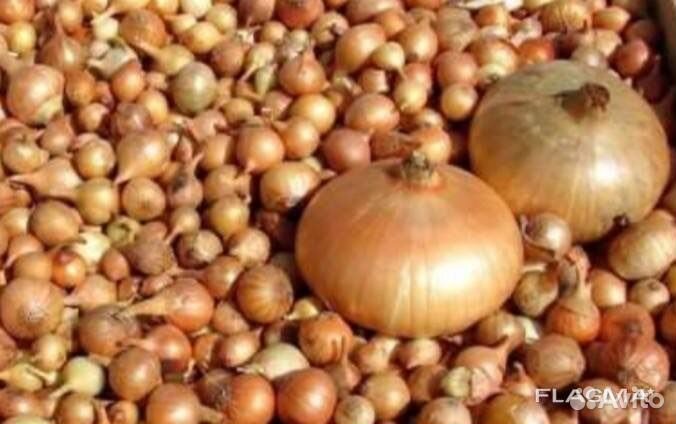 Продажа лук севок