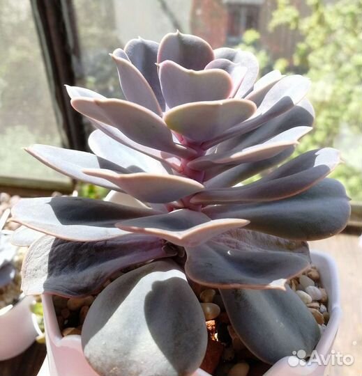 Эхеверия Жемчужина Нюнберга