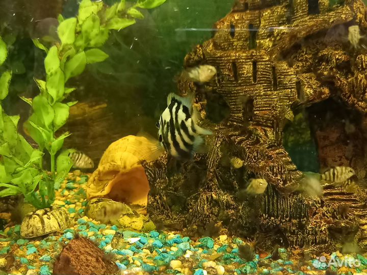 Рыбка сапфировый попугай