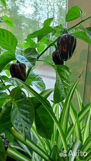 Перец хабанеро шоколадный