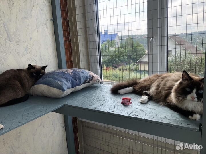 Передержка кошек, котоняня