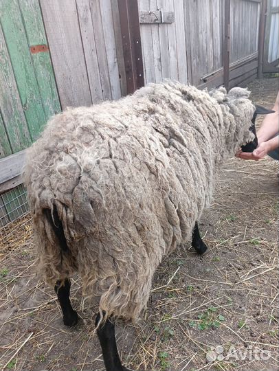 Продам чистокровную романовскую овцу
