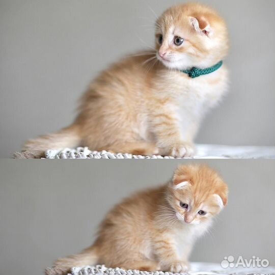 Шотландский вислоухий котенок мальчик