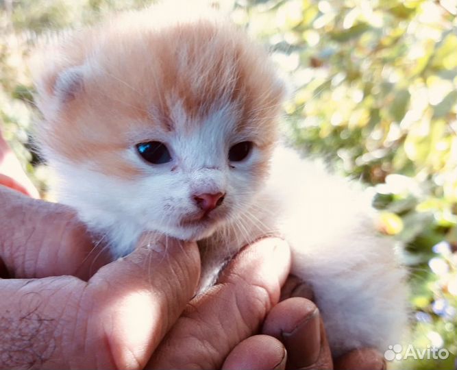 Малышка Пуговка ищет дом