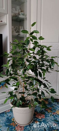 Фикус бенджамина