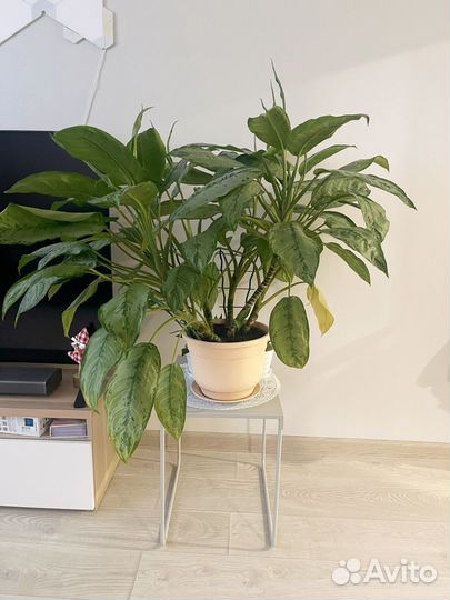 Комнатное растение