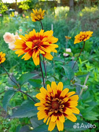 Цветы летнего срока цветения