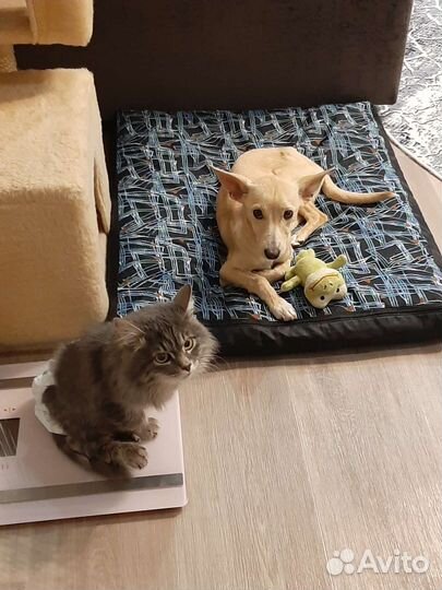 Передержка кошек инвалидов или маленьких собак