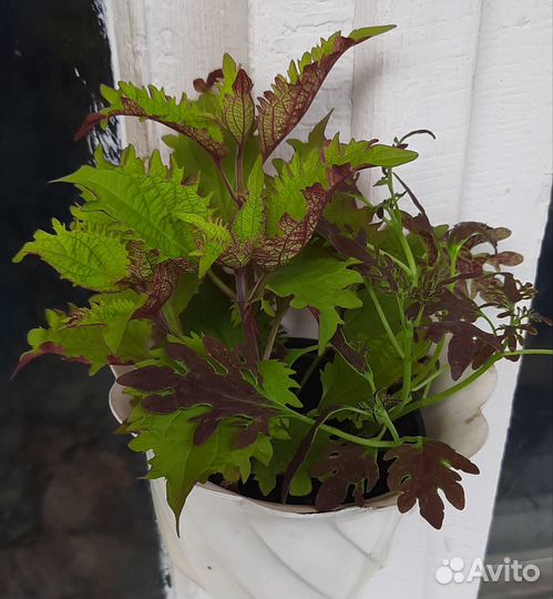 Сортовой колеус