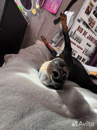 Цвергпинчер собака