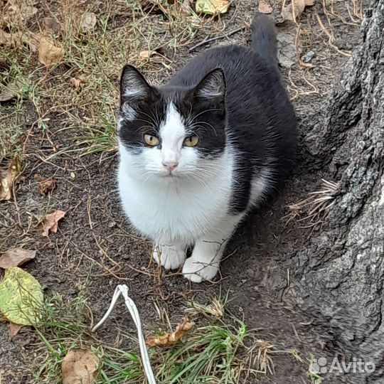 Отдам в добрые руки