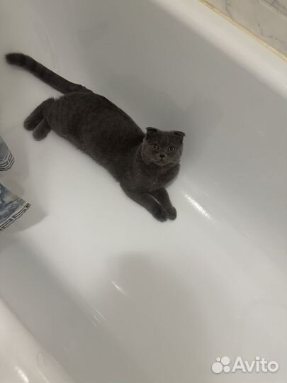 Британский кот вязка