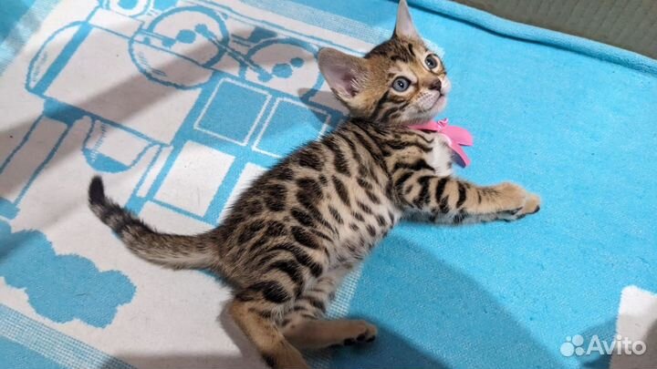 Бенгальские котята