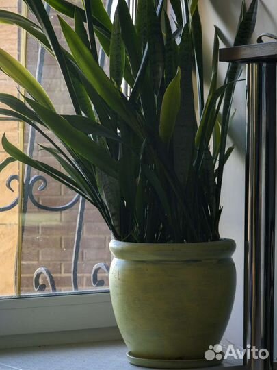 Сансевиерия