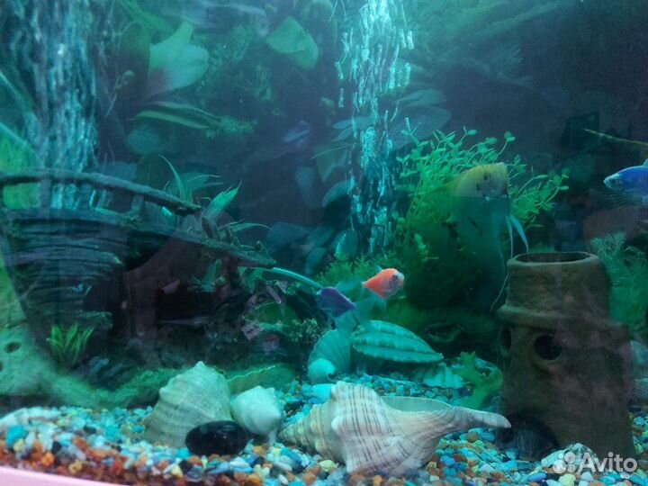 Аквариум