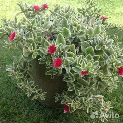 Аптения вариегатная