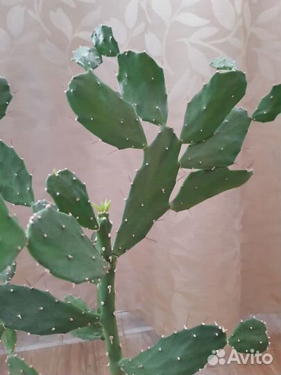 Колючий кактус