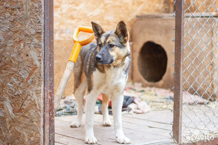 Молодая собака Мифа