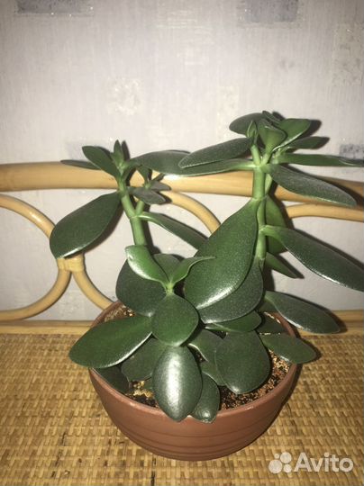Толстянка (Денежное деревца) три