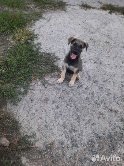 Щенок в добрые руки