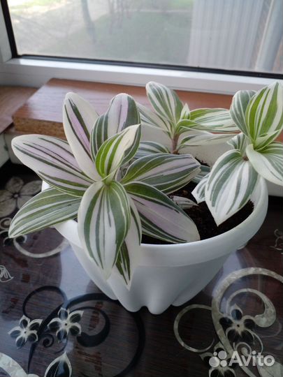 Традесканция