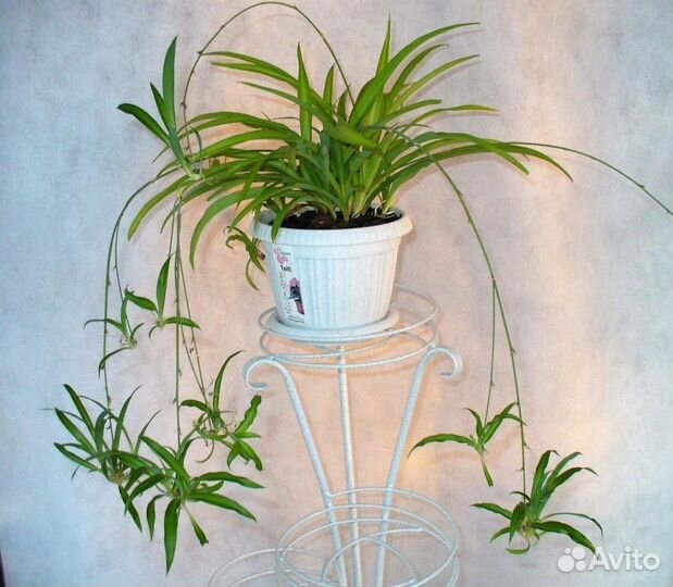 Хлорофитум