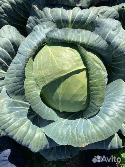 Семена для профессионалов