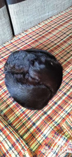 Норковая шапка мужская