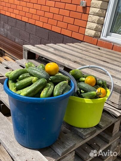 Огурцы домашние (7,5 кг в наличии)