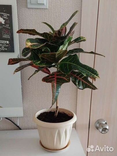 Кодиеум кротон