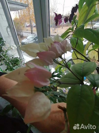 Кленодендрум