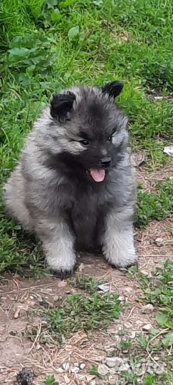 Кеесхонд-вольфшпиц