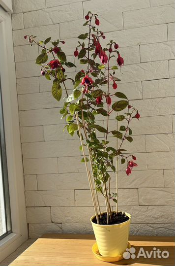 Фуксия ампельная, пеларгония