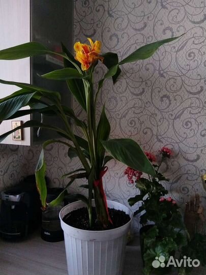 Канны желтые