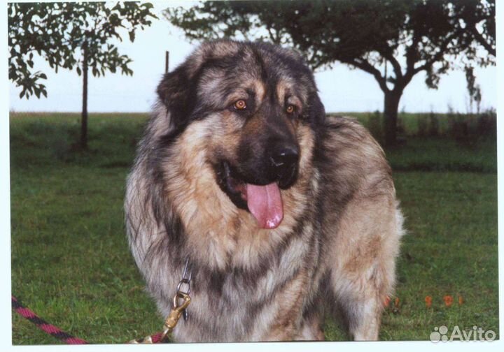 Шарпланинак щенки (эксклюзивы)