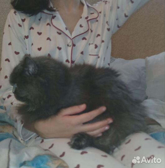 Шотландская кошка в добрые руки