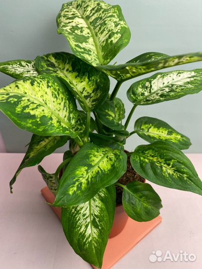 Диффенбахия Марс