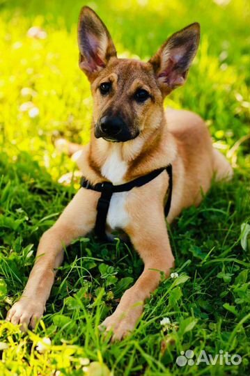 Собака в добрые руки