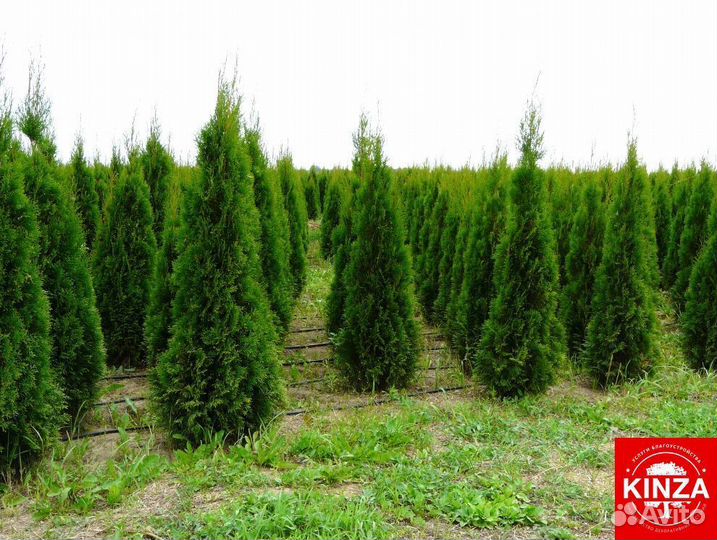 Туя смарагд 2,1 м