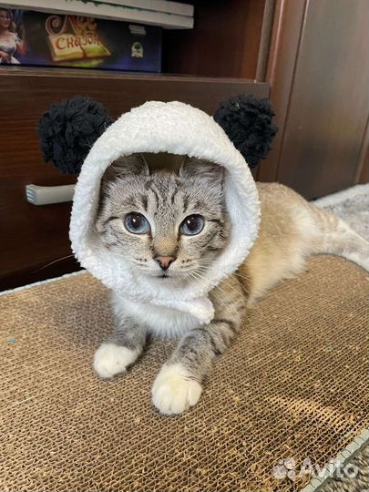 Кошка