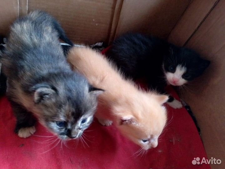 Котята в добрые руки