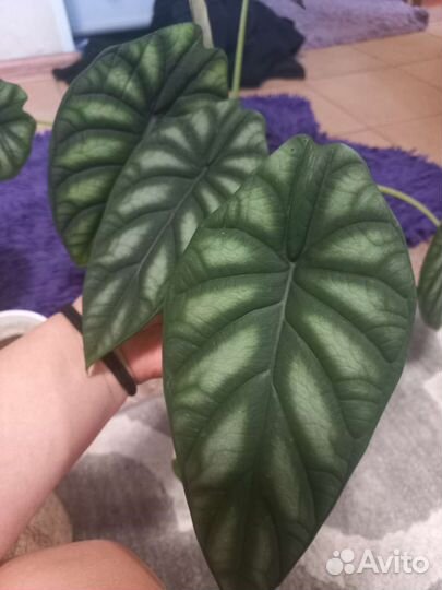 Алоказия шкура дракона детки