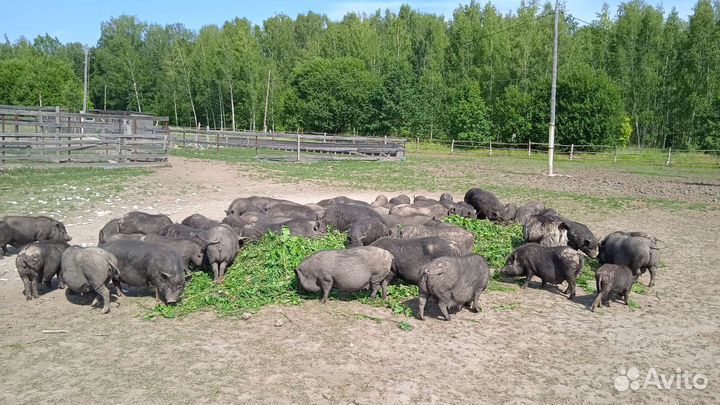 Вьетнамские поросята свиноматки хряки боровы