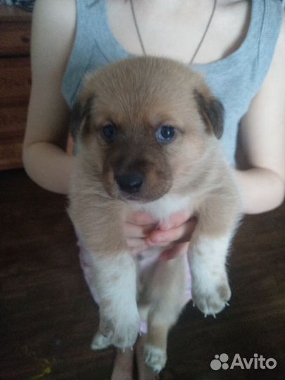 Отдадим комочки счастья