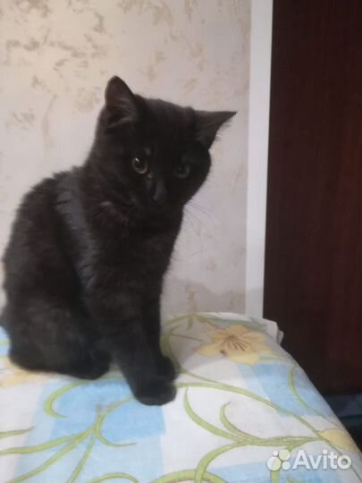 Кошка