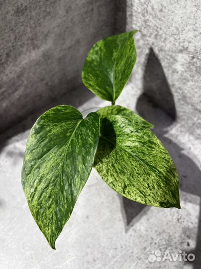 Эпипремнум марбл