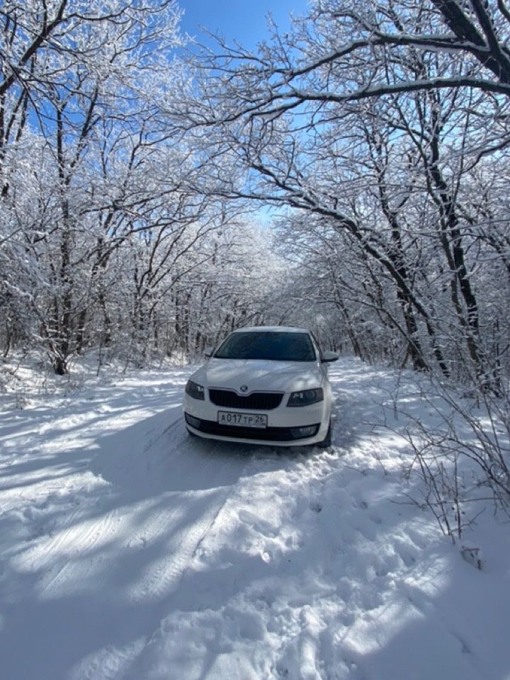 Skoda Octavia: фото владельца